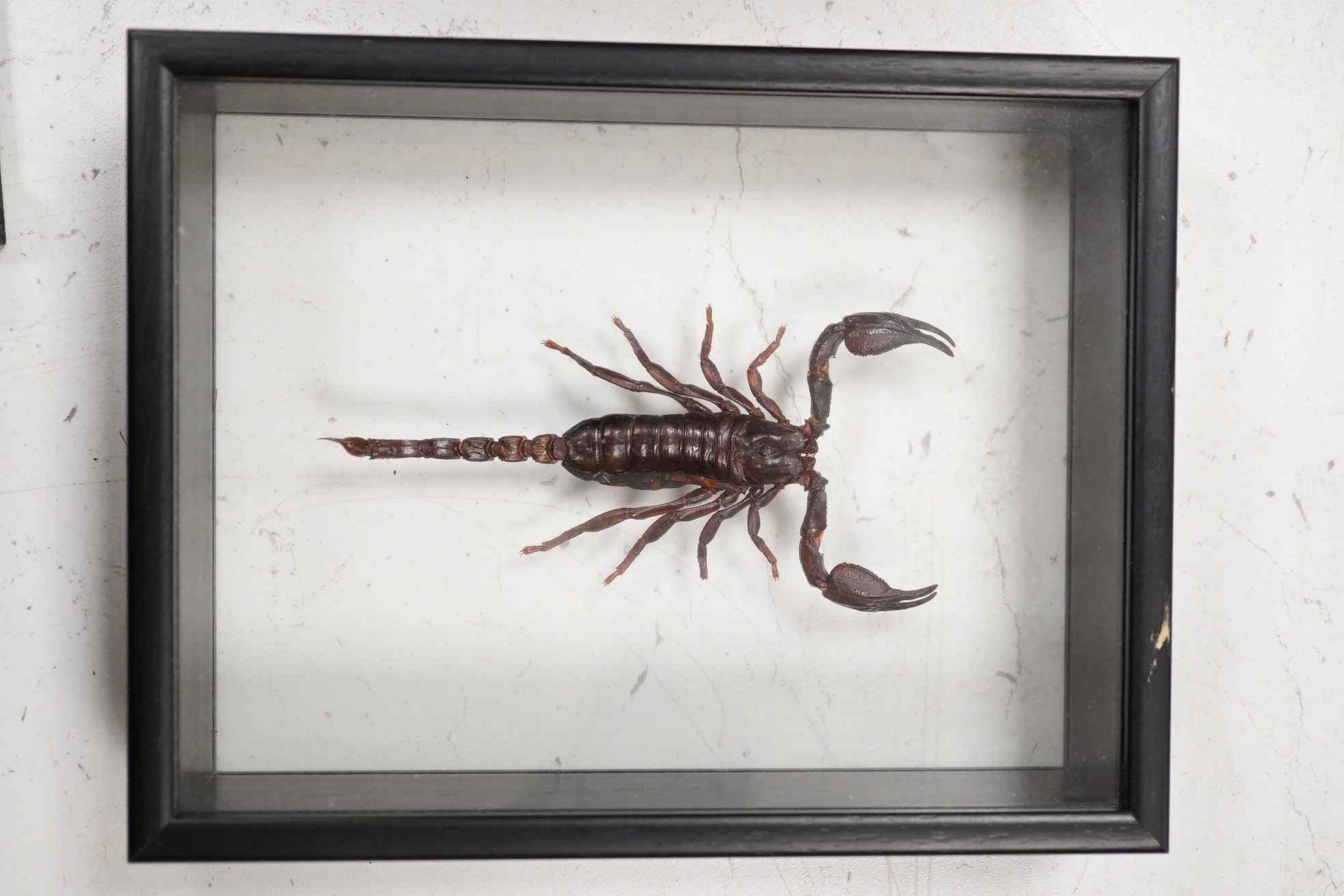 A collection of four cased taxidermy insects; the male and female Atlas Moths, 38.5cm x 31cm x 5.5cm, a Praying Mantis, a Harlequin beetle, and a Scorpion, all mounted in black painted frames, with glazed front and back